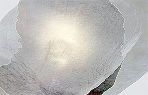 close up of enigma image