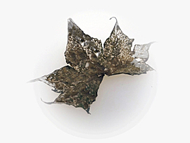 sequences of photographs