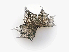 sequences of photographs