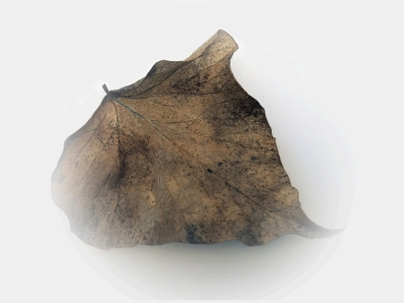 sequence of photographs