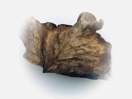 sequence of photographs