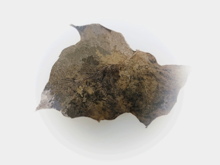 sequence of photographs